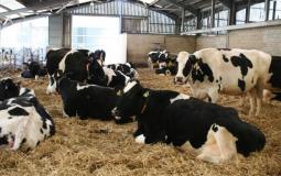 أبقار حليب بريطانيا.jpg