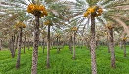زراعة أسماك دواجن خضراوات مواشي (2).jpg