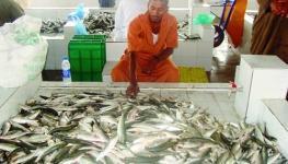 استمرار انخفاض أسعار الأسماك في الأسواق المحلية.jpg