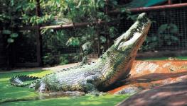 135-114027-crocodile-cassius-world-birthday-4.jpeg