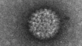 فيروس اللسان الأزرق.gif