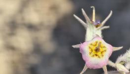 أحمد بن مسلم سوحلي جعبوب.jpg