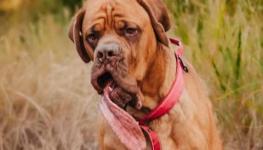 أطول لسان كلب (2).jpg