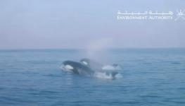 حوت الأوركا.jpg