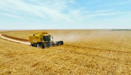 القمح في النجد.jpeg