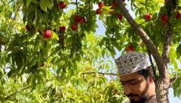 خوخ النكتارين.JPG