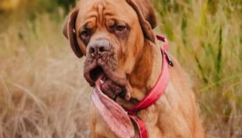 أطول لسان كلب (2).jpg