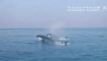 حوت الأوركا.jpg