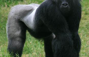 Male_gorilla_in_SF_zoo.jpg