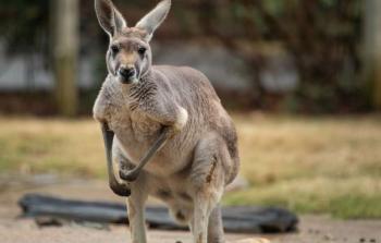 كنغر أستراليا كورونا.jpg