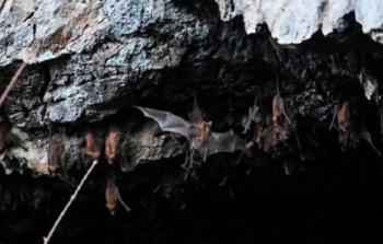 الخفافيش تهاجم قرية في مصر.jpg