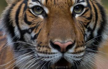 اصابة نمر.JPG