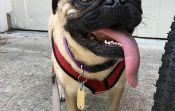 كلب من نورث كارولاينا.. أول كلب يصاب بكورونا في الولايات المتحدة.jpg