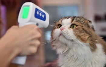 قطط كورونا.jpg