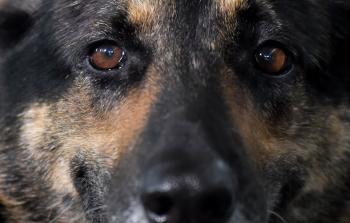 كلب كورونا.jpg