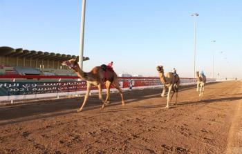 لليوم الرابع ..تواصل منافسات مهرجان البشائرالسنوي الرابع للهجن بأدم.jpg