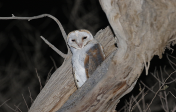 طائر البوم (3).png