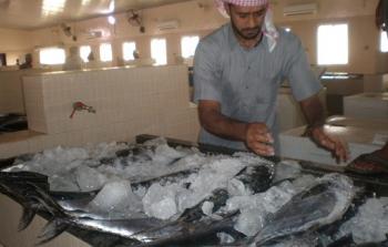 أسماك (3).jpg