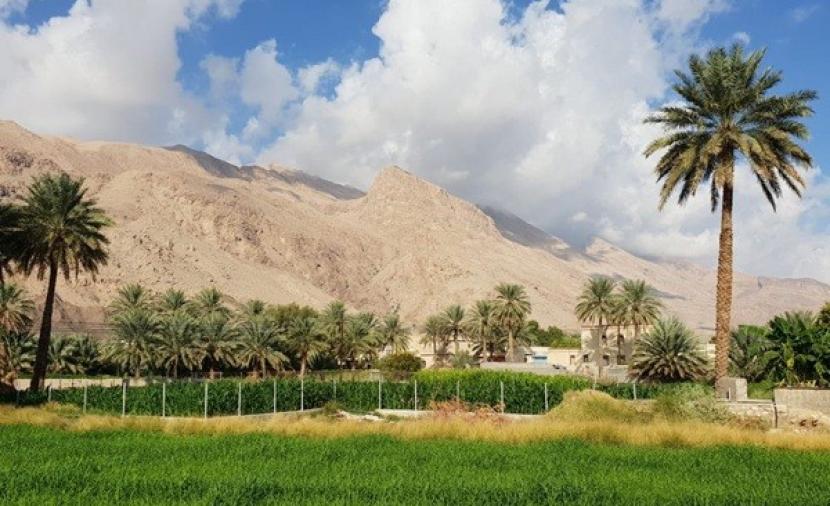 تنفيذ مشاريع زراعية متنوعة في قرى بهلا 