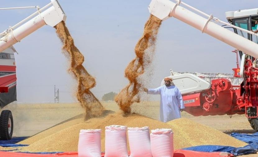 تسجيل ارتفاع في كميات الإنتاج مع بدء موسم حصاد القمح بالمحافظات