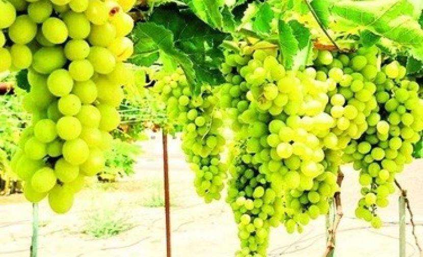 مشروع لتطوير زراعة العنب في شمال وجنوب الباطنة