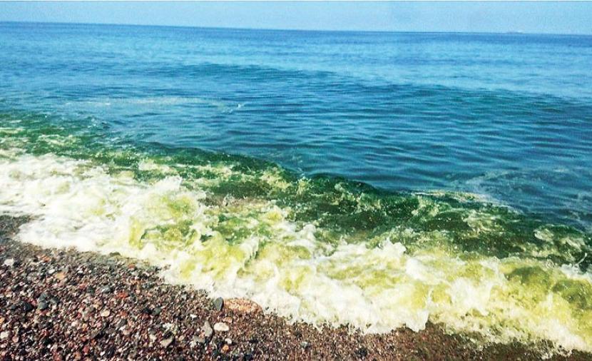 رصد ومراقبة السموم البحرية في السواحل العمانية