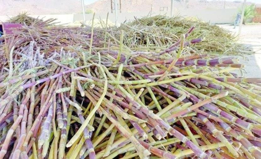 انطلاق موسم حصاد قصب السكر في المحافظات.. والموسم الحالي يُبشّر بإنتاجية عالية