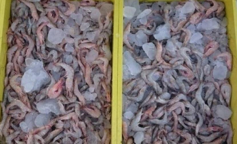 644 مخالفة لقانون الثروة المائية الحيَّة في 3 أشهر 