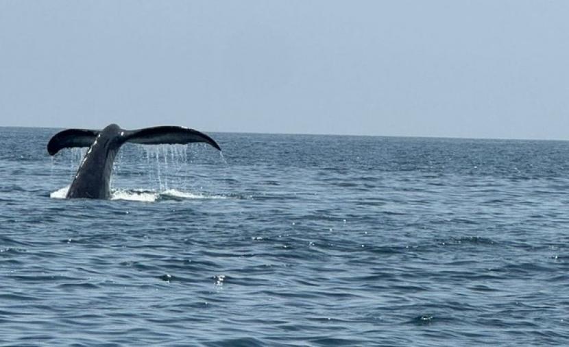 رصد وتوثيق اثنين من الحيتان الحدباء شمال شرق ولاية مصيرة 