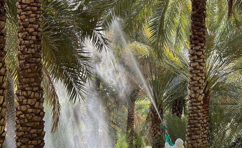 حملة لمكافحة حشرة "دوباس النخيل" في 35 قرية بالظاهرة 