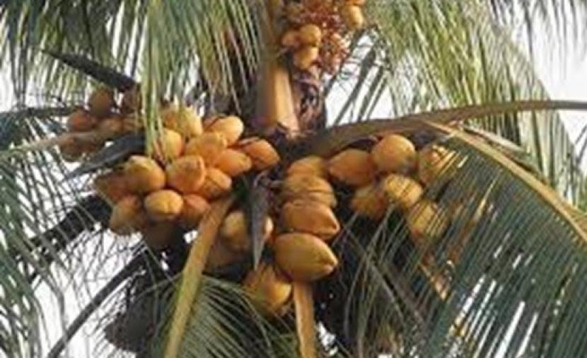 حملة لمكافحة حشرة خنفساء أوراق النارجيل في ظفار