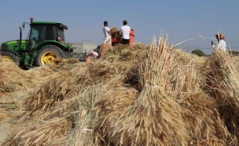 العزري لـ"الرؤية": تطوير أصناف جديدة من القمح لزيادة الإنتاج المحلي وتحقيق الاكتفاء الذاتي 