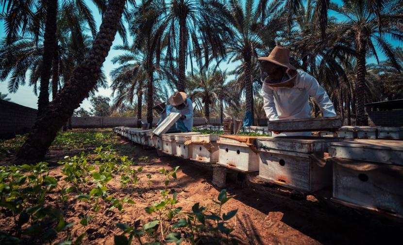 158 ألف كيلوجرام إنتاج عسل السمر والسدر في شمال الباطنة 