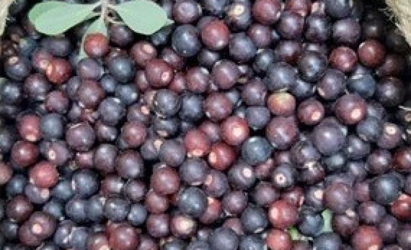 وسط وفرة بالمحصول.. بدء حصاد فاكهة البوت في جبل الكور بولاية بهلاء 