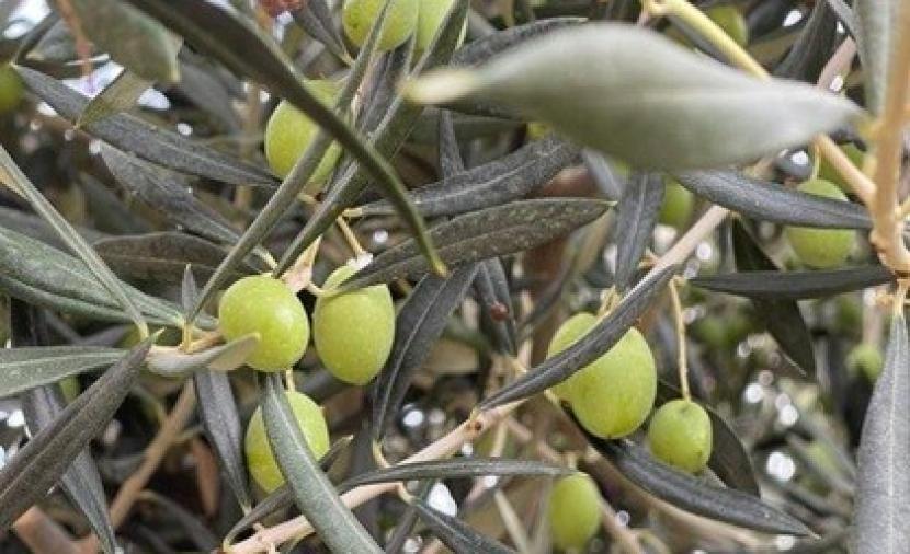 نجاح المرحلة الأولى من زراعة محصول الزيتون في ظفار 