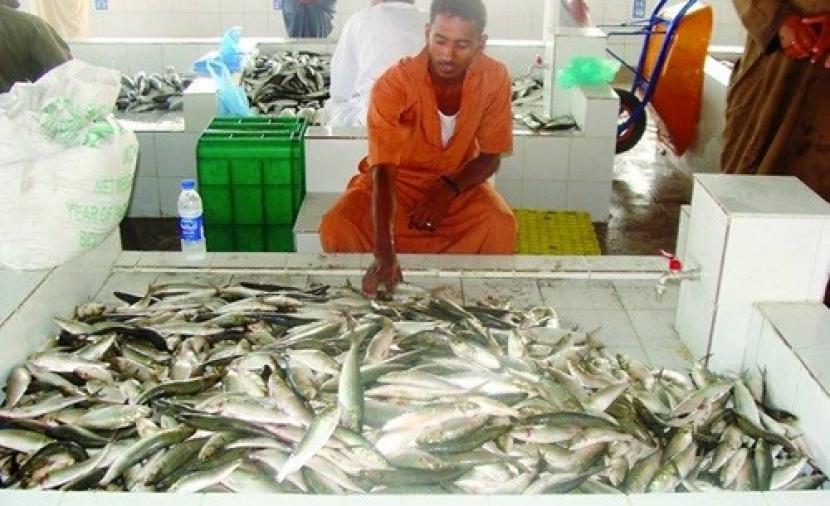 بدء خطة التسويق السمكي في المحافظات لتعزيز التوازن بين العرض والطلب وثبات الأسعار 