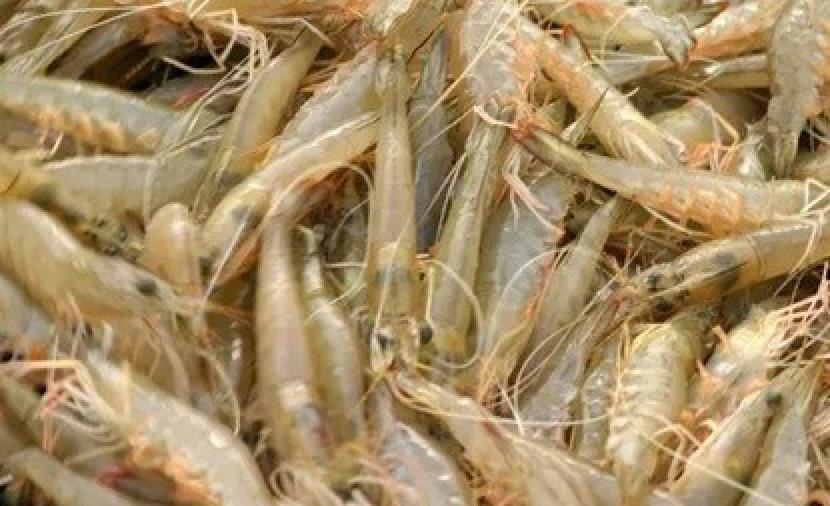 مشروع لتنمية مصائد ثروة الروبيان في السواحل العُمانية