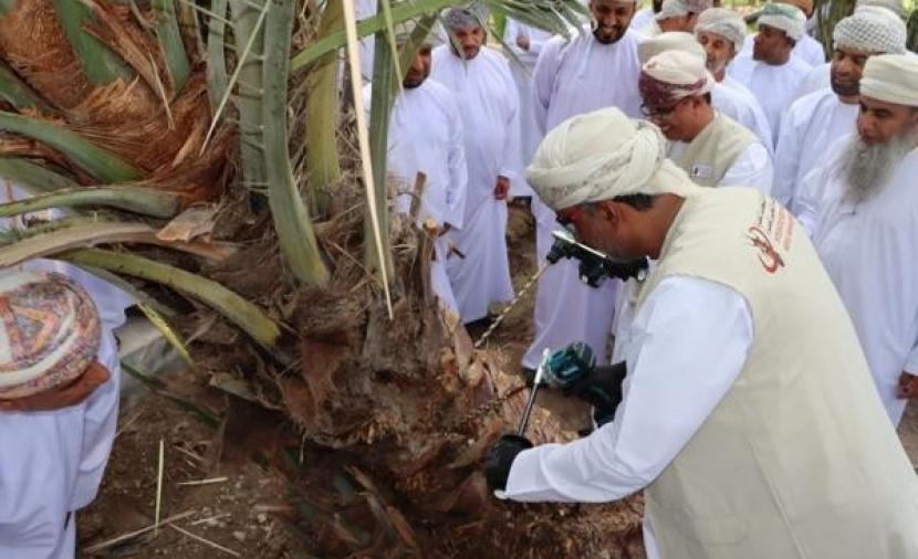 تراجع الإصابات بسوسة النخيل الحمراء.. ومعالجة 3479 نخلة تمر في الربع الأول