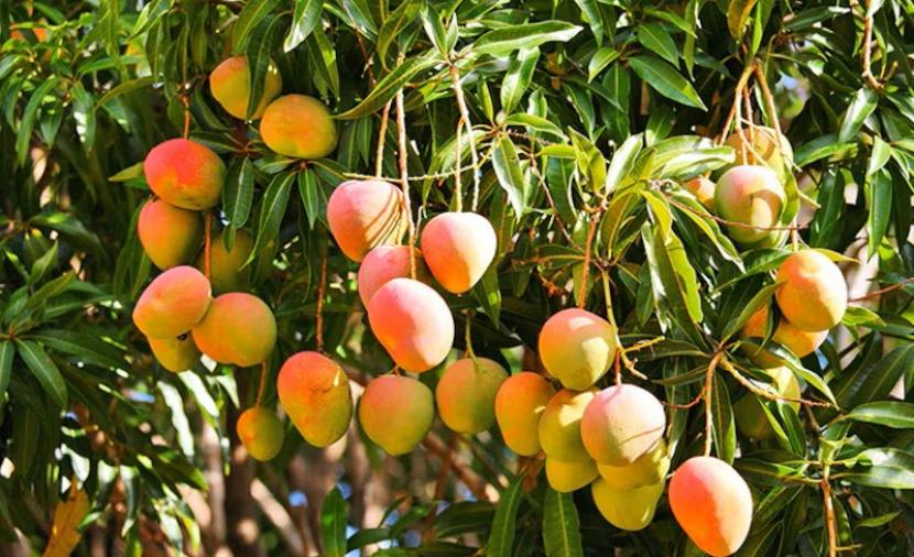 توقعات بموسم وفير مع بدء حصاد المانجو في المحافظات