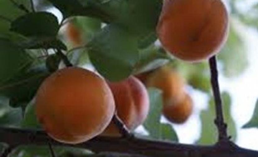 بدء حصاد محصول المشمش في الجبل الأخضر