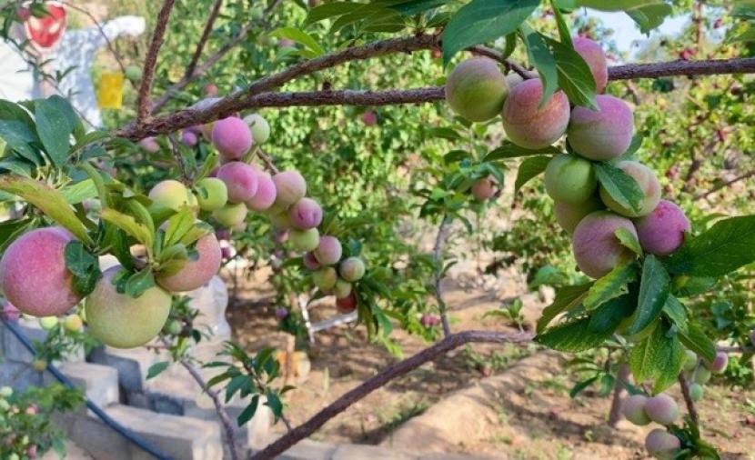 بدء موسم حصاد الخوخ في قرى جبل شمس