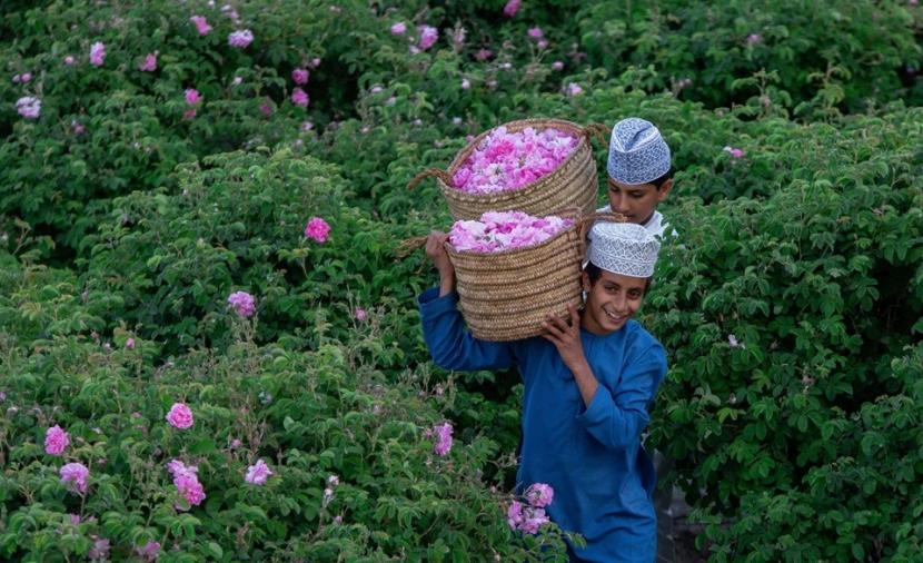 بالصور.. ختام موسم حصاد الورد في الجبل الأخضر