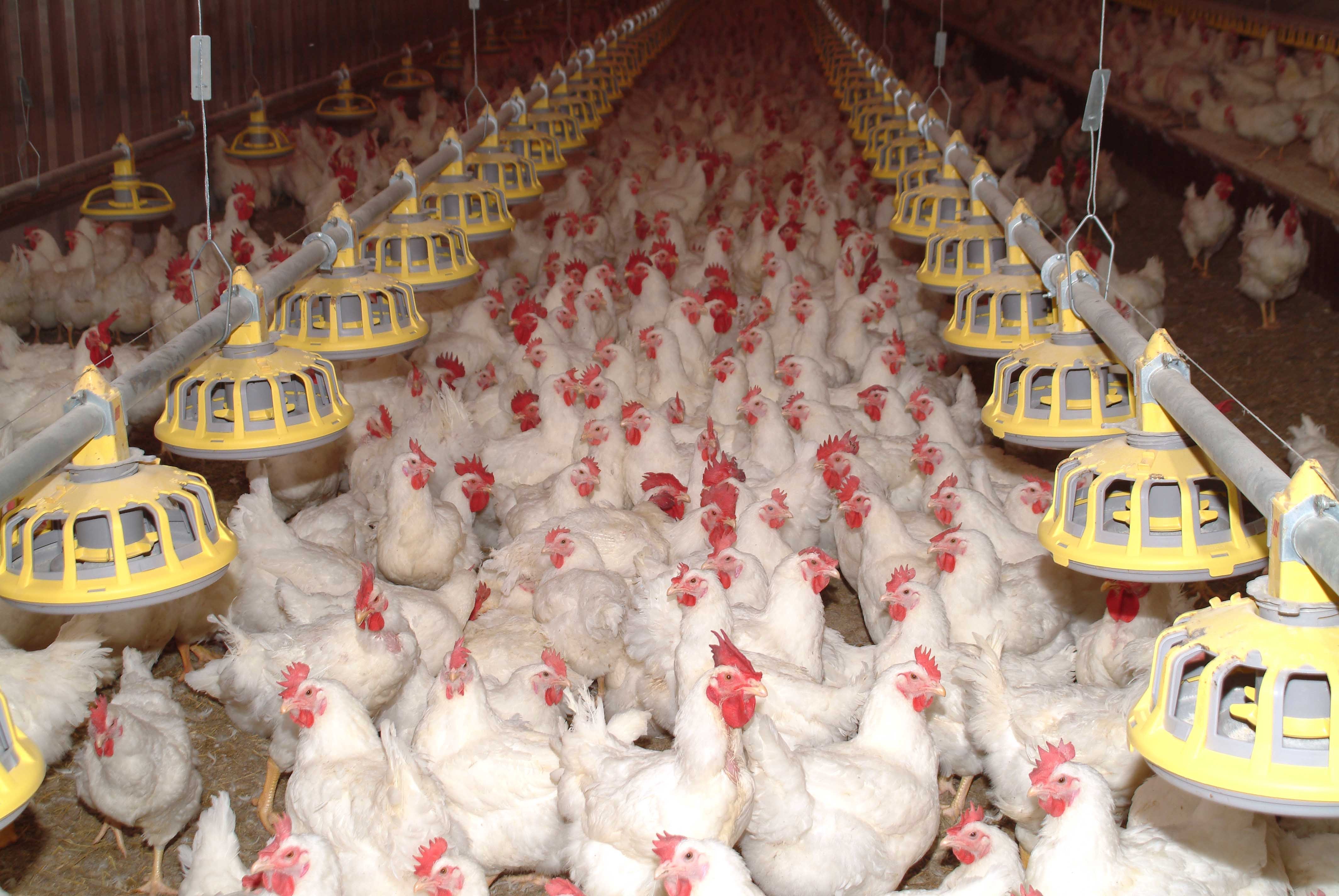 زراعة أسماك دواجن خضراوات مواشي (3).jpg