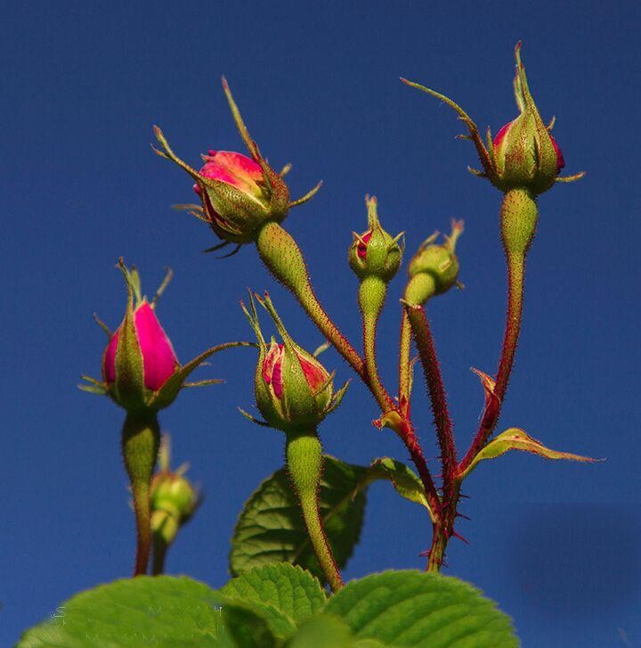 صناعة-ماء-الورد-في-الجبل-الأخضر4.jpg