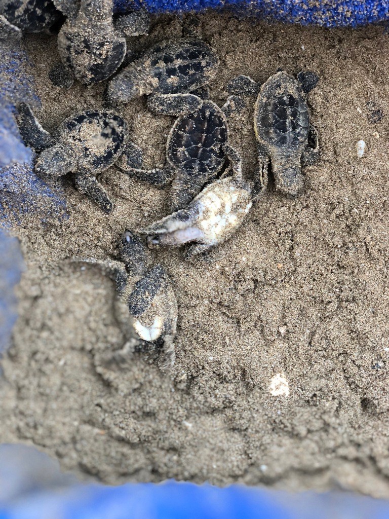 Turtle Hatching.JPG