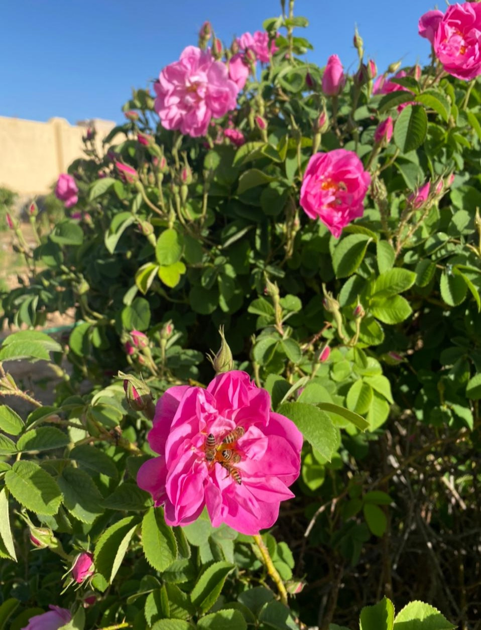 IMG_٢٠٢١٠٣٢٦_١٩٤٢٢٠.jpg