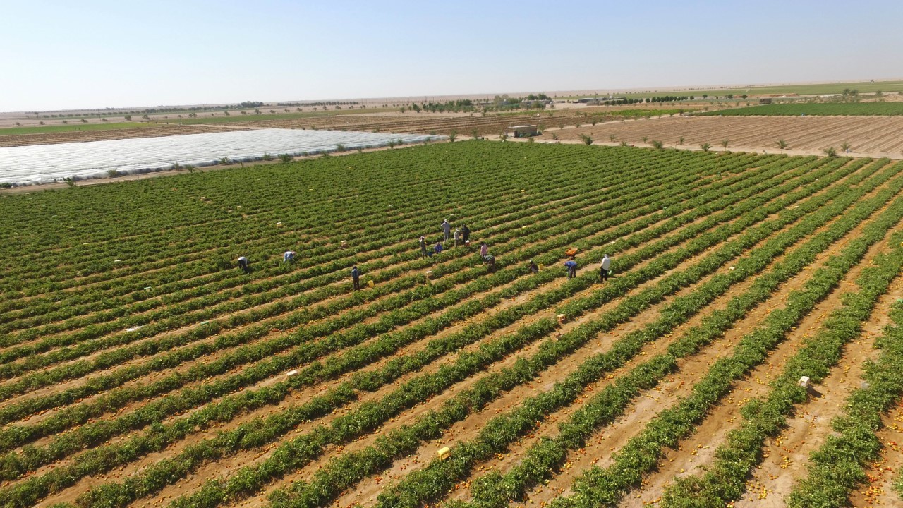 مزارع النجد في ظفار (1).jpg