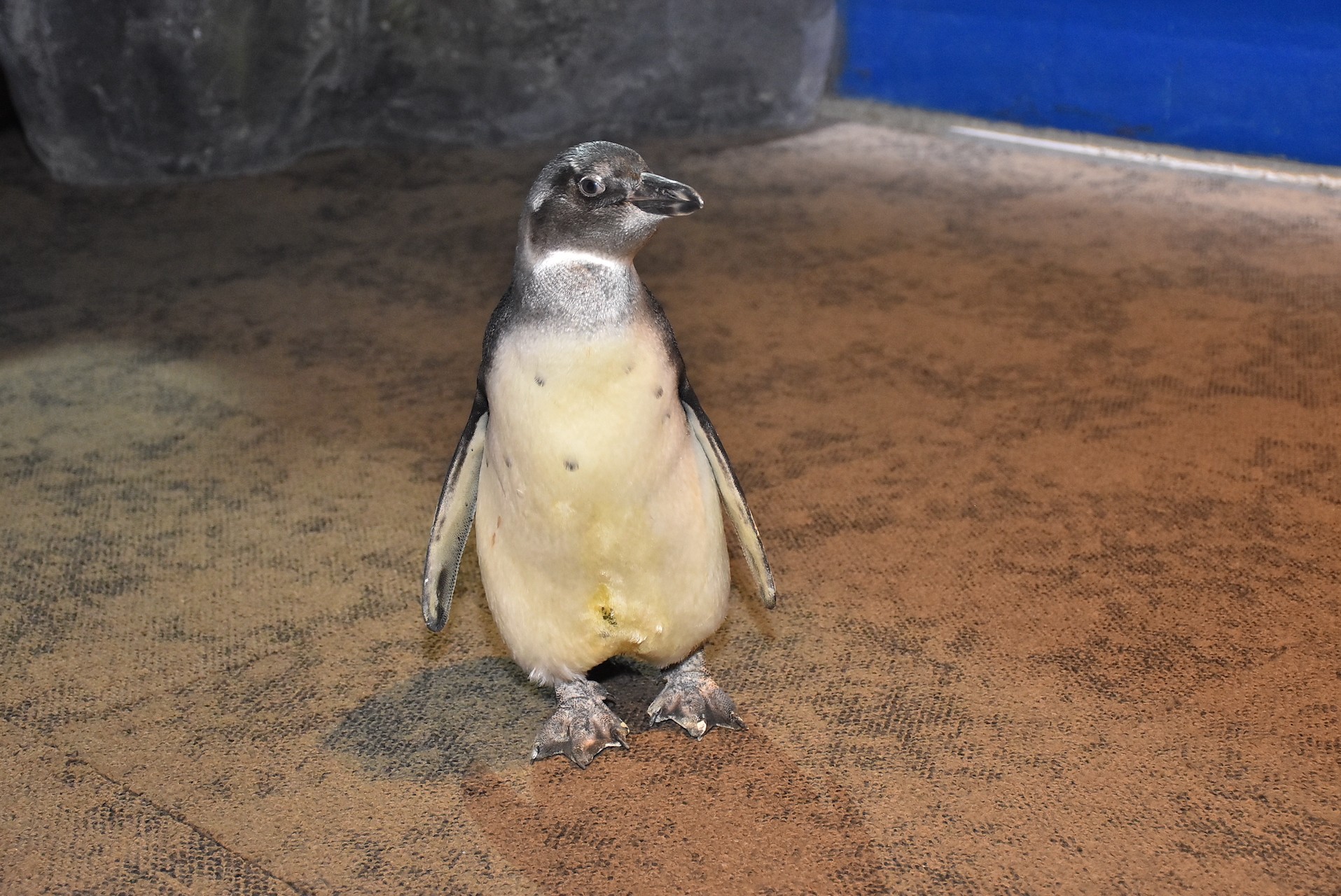 Baby Penguin 1.JPG