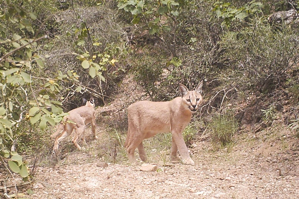 محمية المنتزه الوطني الطبيعي في مسندم (30).JPG