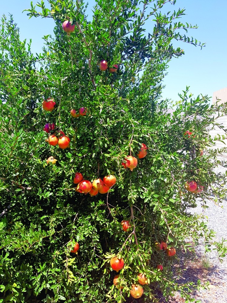 مزارع الرمان في الجبل الأخضر (7).JPG